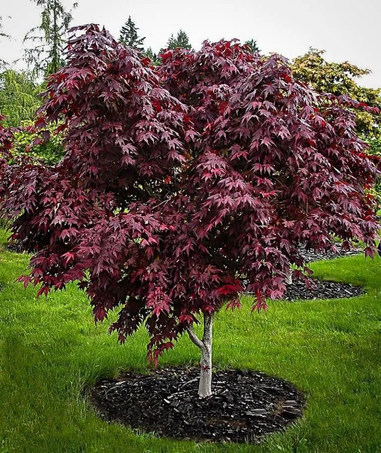 Acer palmatum 'Emperior I' (Japanese Maple) - 50cm - 2 Gallon Potted Tree