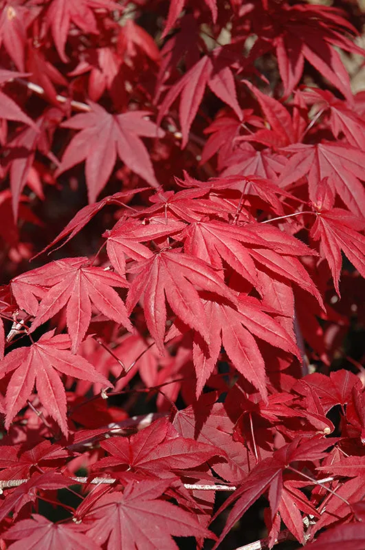 Acer palmatum 'Emperior I' (Japanese Maple) - 50cm - 2 Gallon Potted Tree