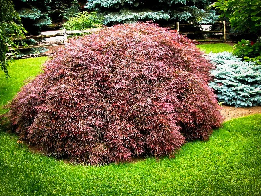 Acer palmatum 'Tamukeyama' (Japanese Maple) - 2 Gallon Potted Tree