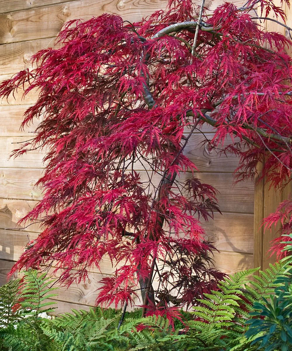 Acer palmatum 'Tamukeyama' (Japanese Maple) - 2 Gallon Potted Tree