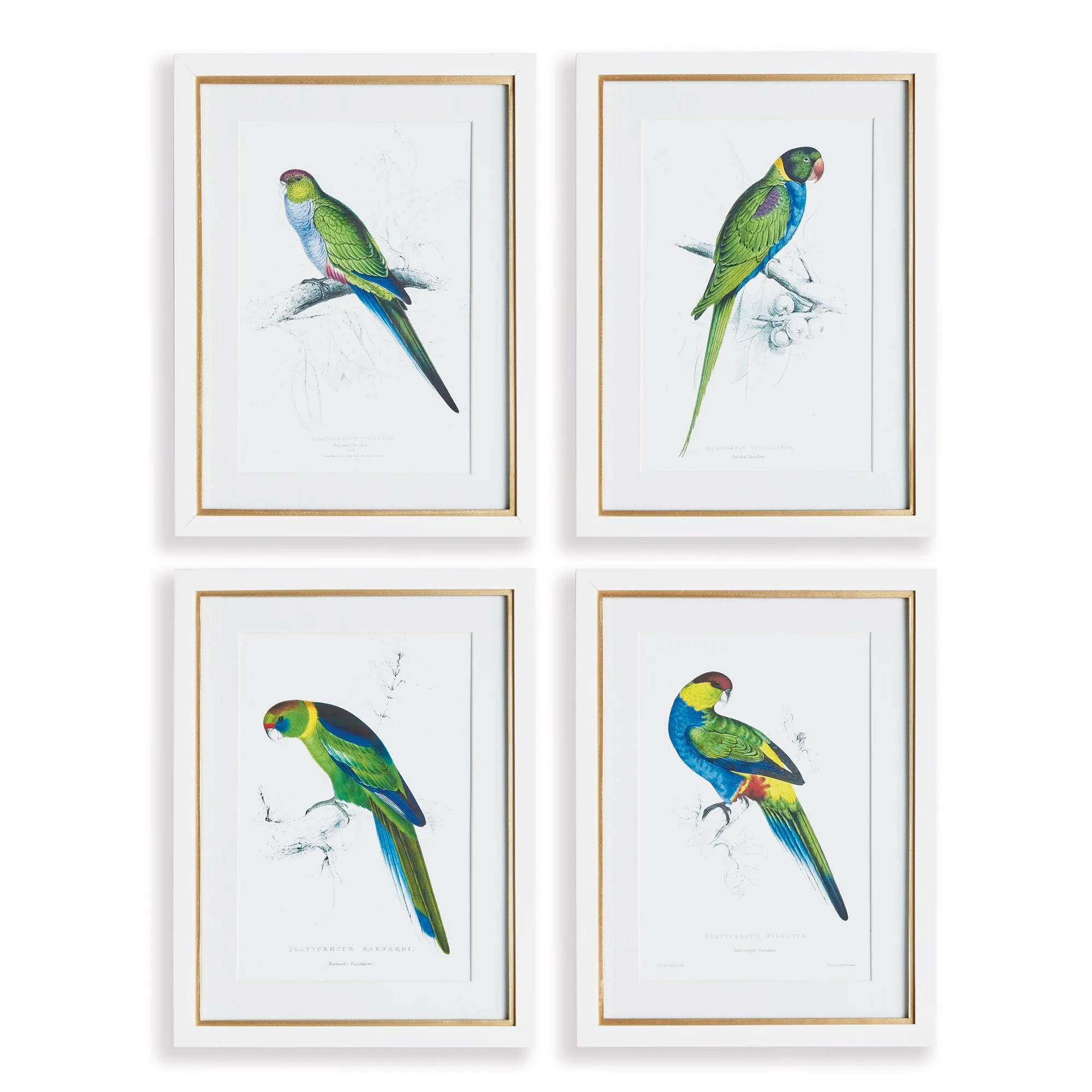 Colorful Parrot Prints, Set Of 4