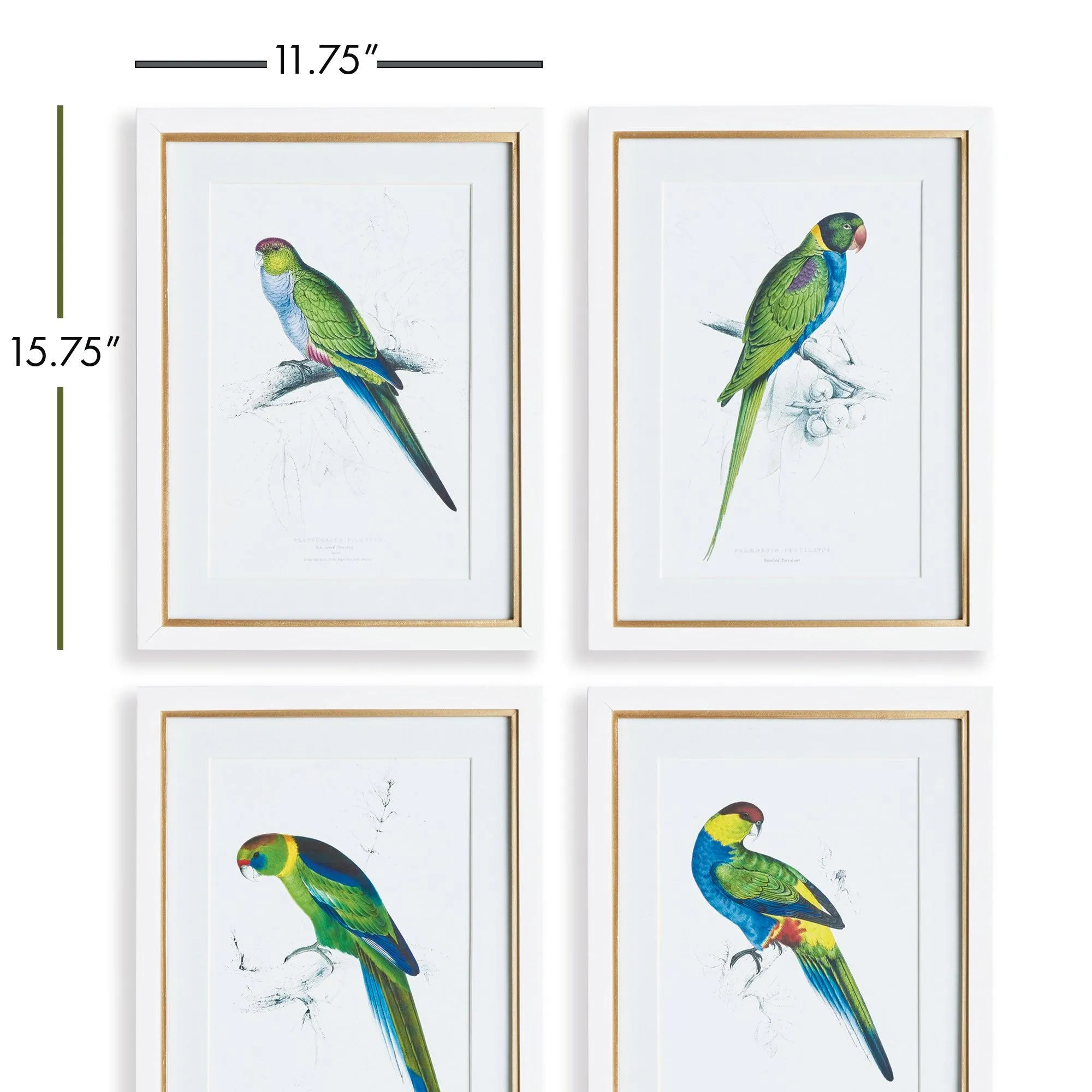 Colorful Parrot Prints, Set Of 4