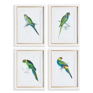 Colorful Parrot Prints, Set Of 4
