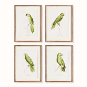 NAPA Home & Garden, PARROT ILLUSTRATIONS IN GREEN, SET OF 4,N4NH24