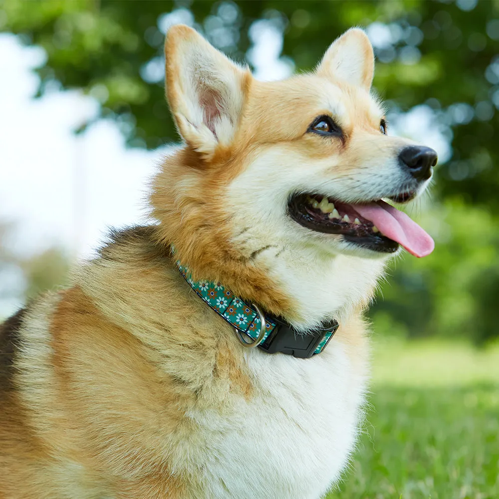 Ornaments - Dog Collar
