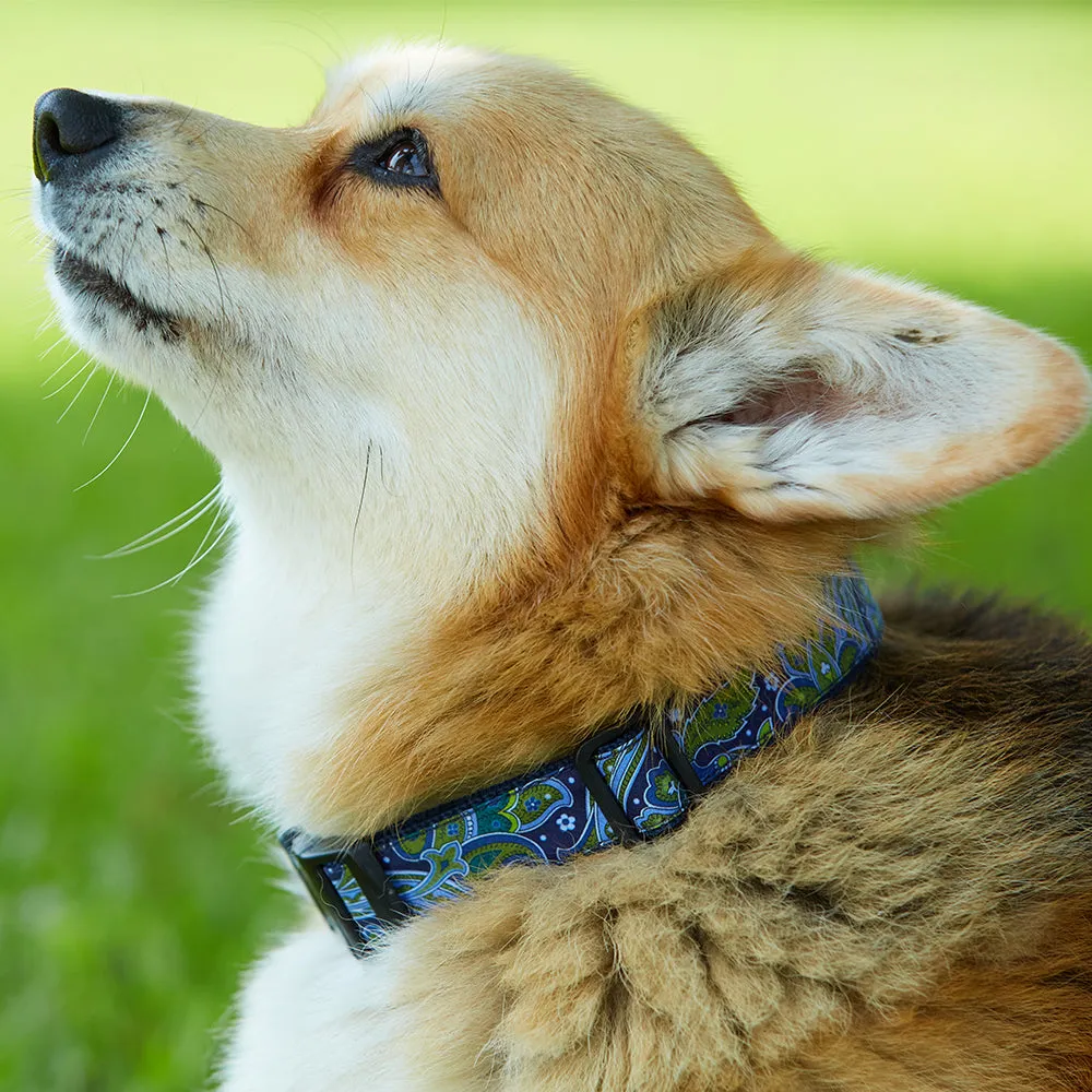 Ornaments - Dog Collar
