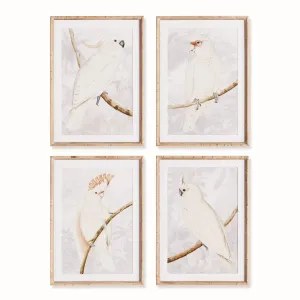 White Cockatoo Prints, Set Of 4