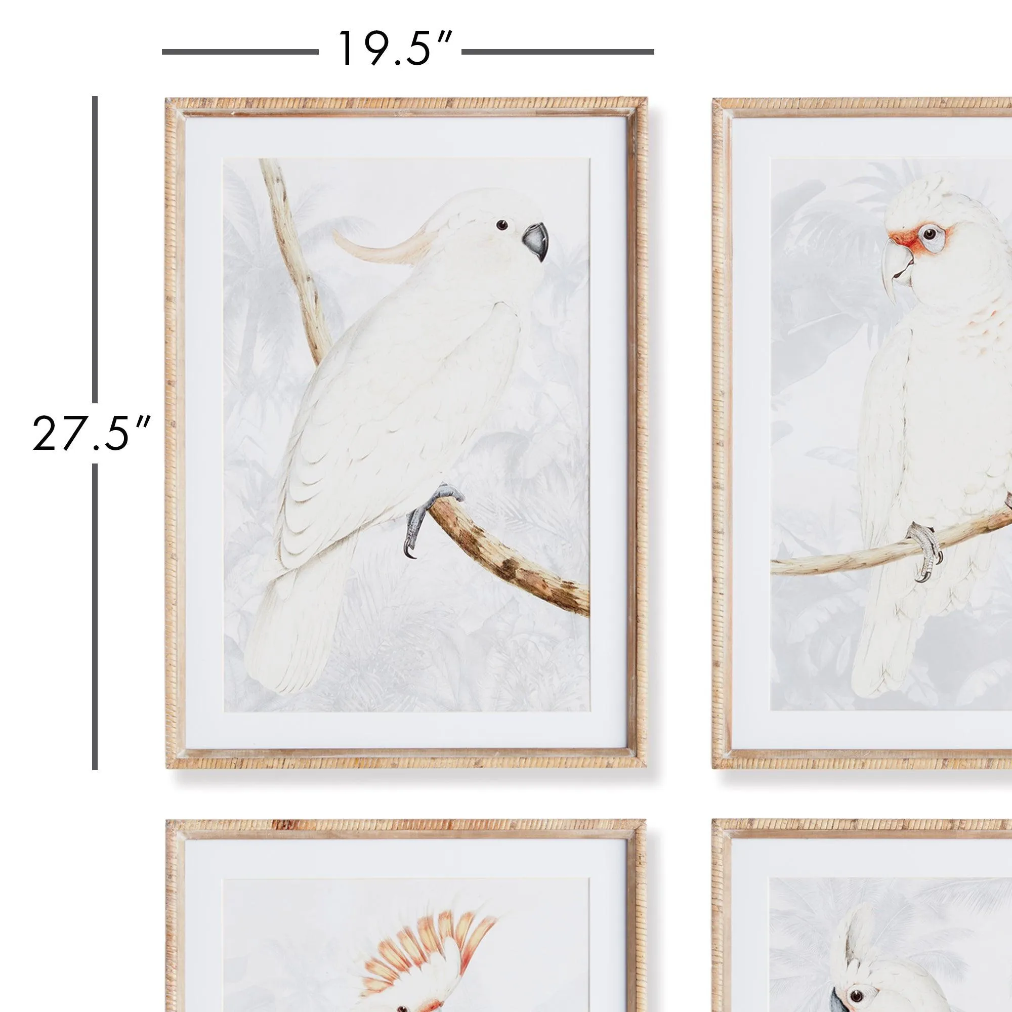 White Cockatoo Prints, Set Of 4